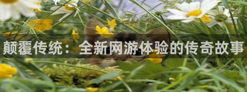 多彩娱乐4主管：颠覆传统：全新网游体验的传奇故事